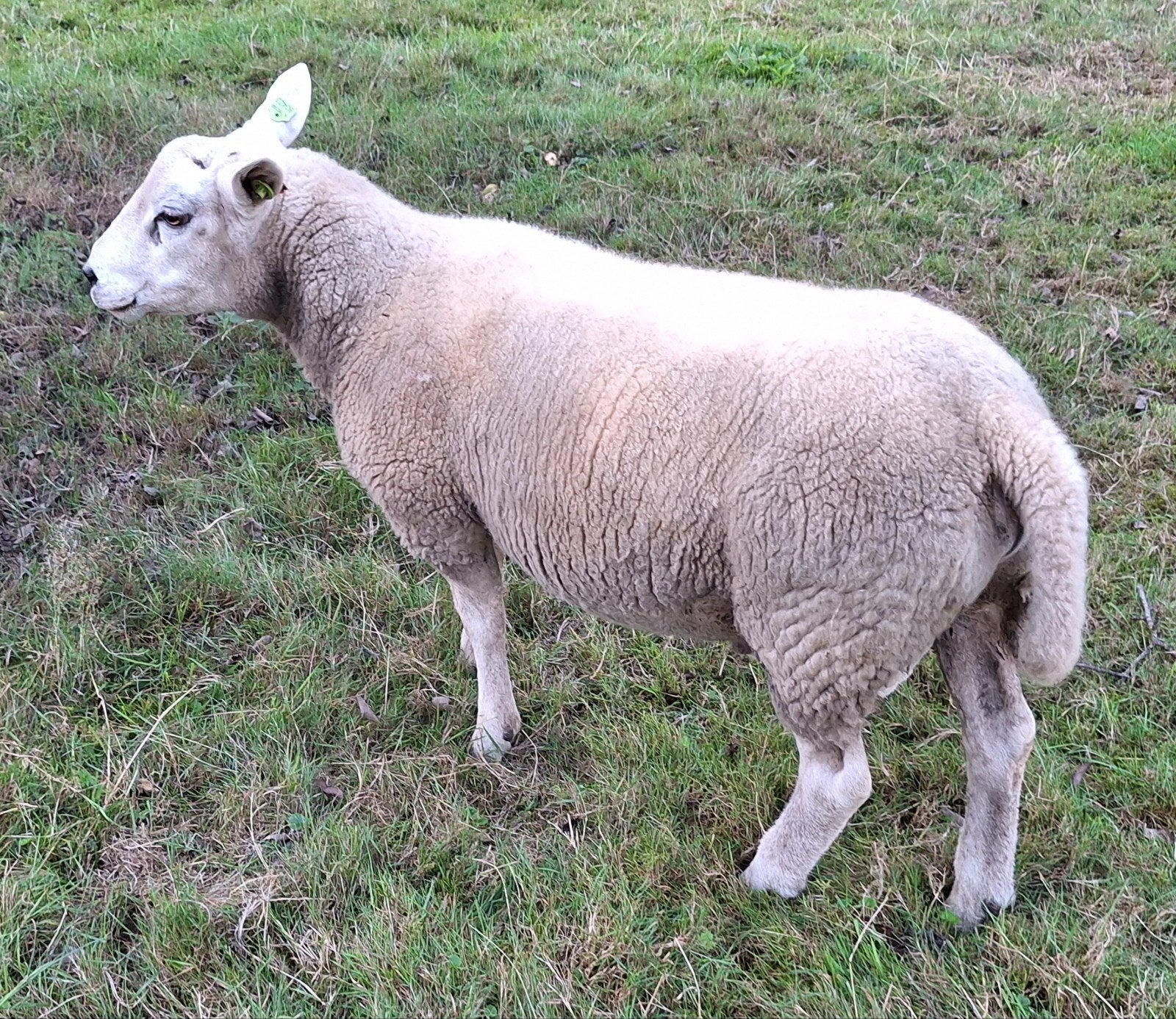 Engelse texelaar dekram, Mannelijk, Schaap, 0 tot 2 jaar
