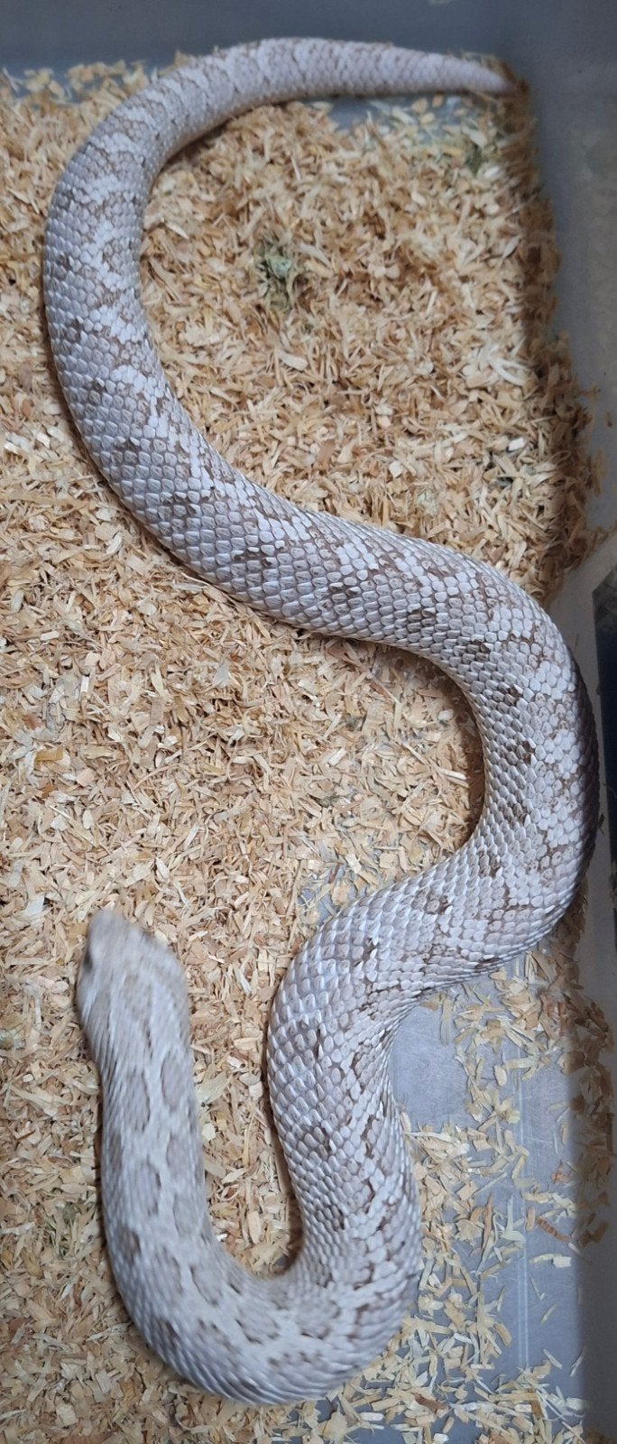 hognose toxic 1.0 Hognose Snake - male for sale from luc