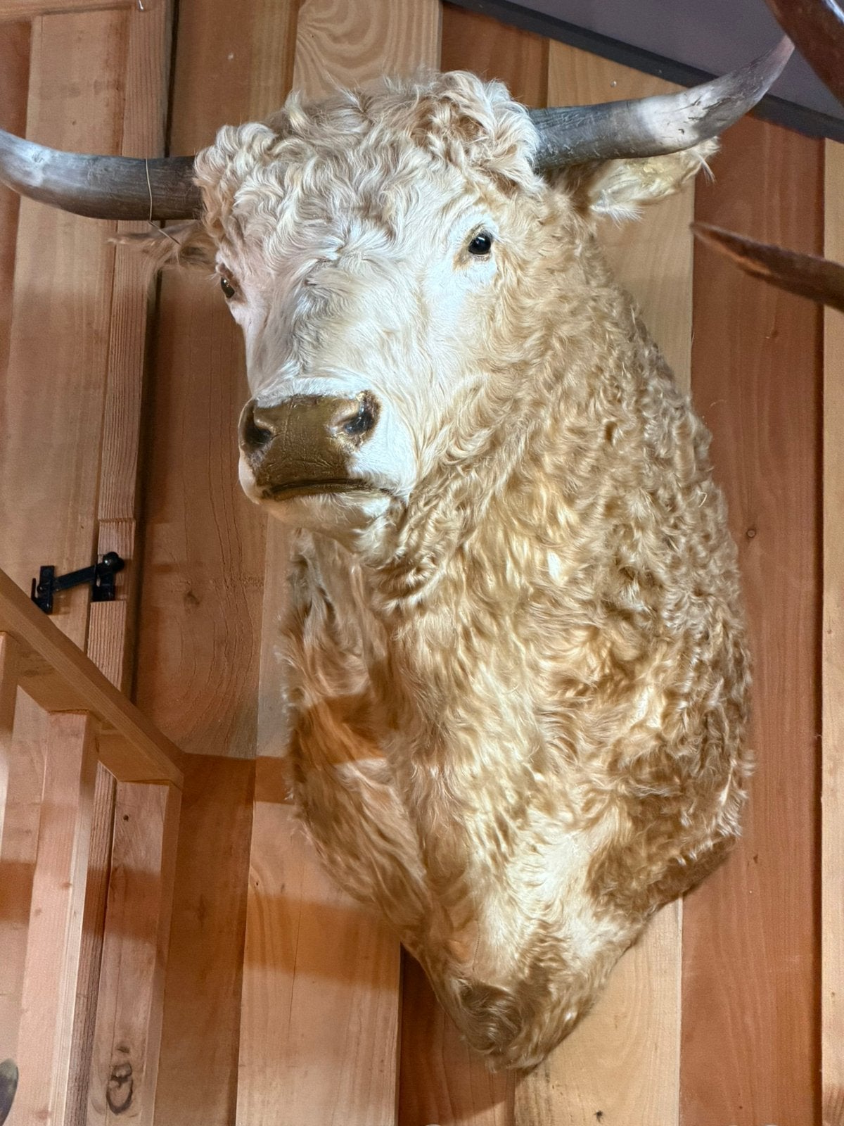 Opgezette kop stier stierenkop opgezet taxidermie hoorn, Ophalen, Nieuw, Opgezet dier