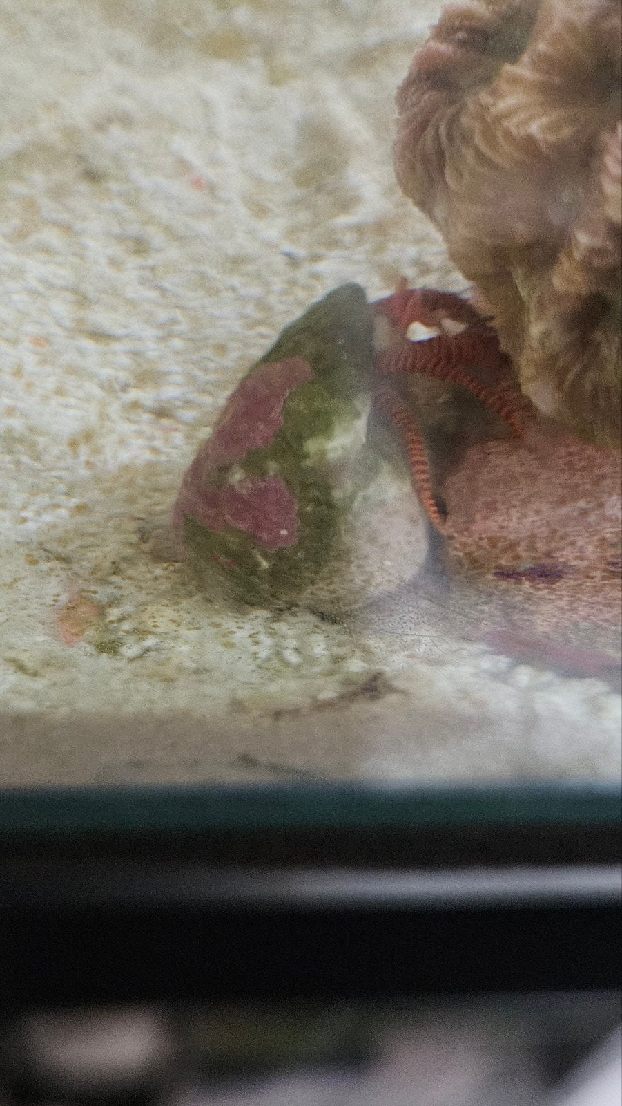 Ciliopagurus strigatus – Zebra Heremietkreeft, Dieren en Toebehoren, Vissen | Aquariumvissen, Vis