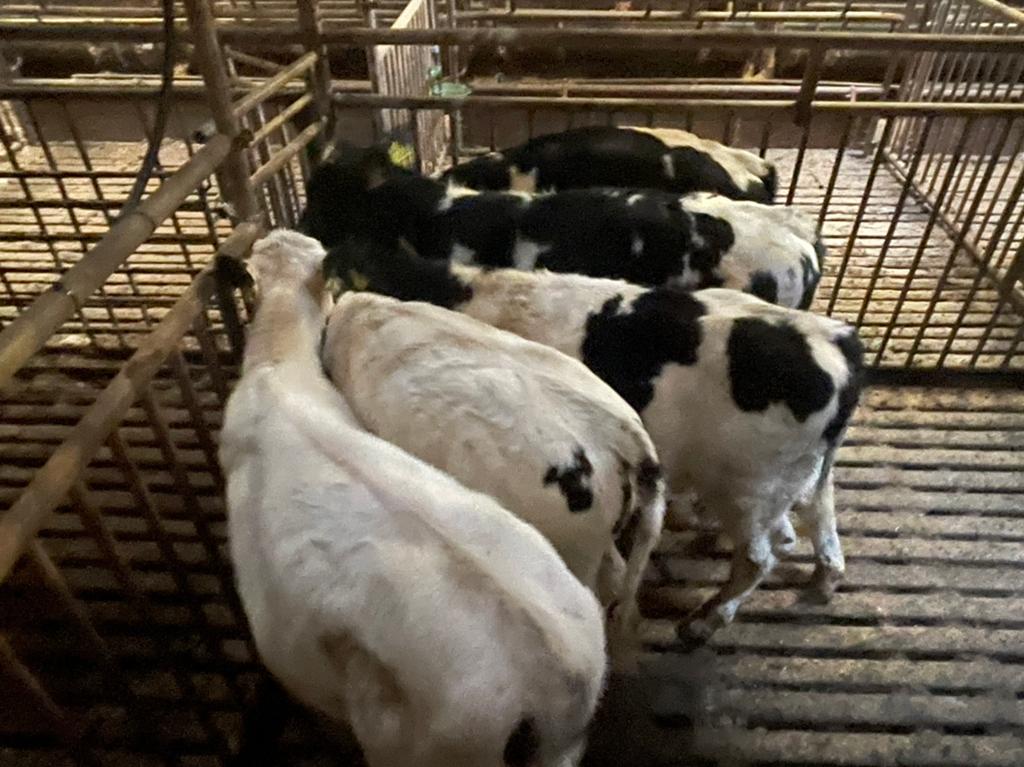 Mooie blauwe kalveren, Dieren en Toebehoren, Runderen, Mannelijk