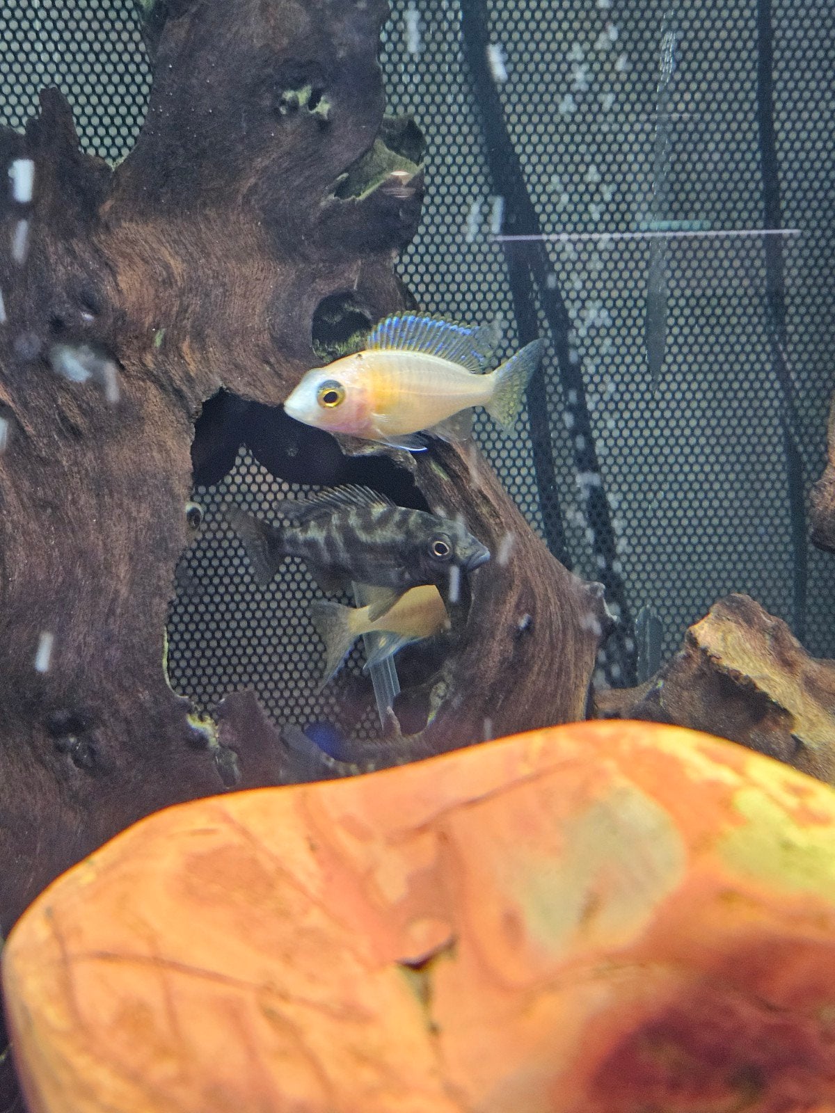 malawi cichliden eigen kweek, Dieren en Toebehoren, Vissen | Aquariumvissen, Vis