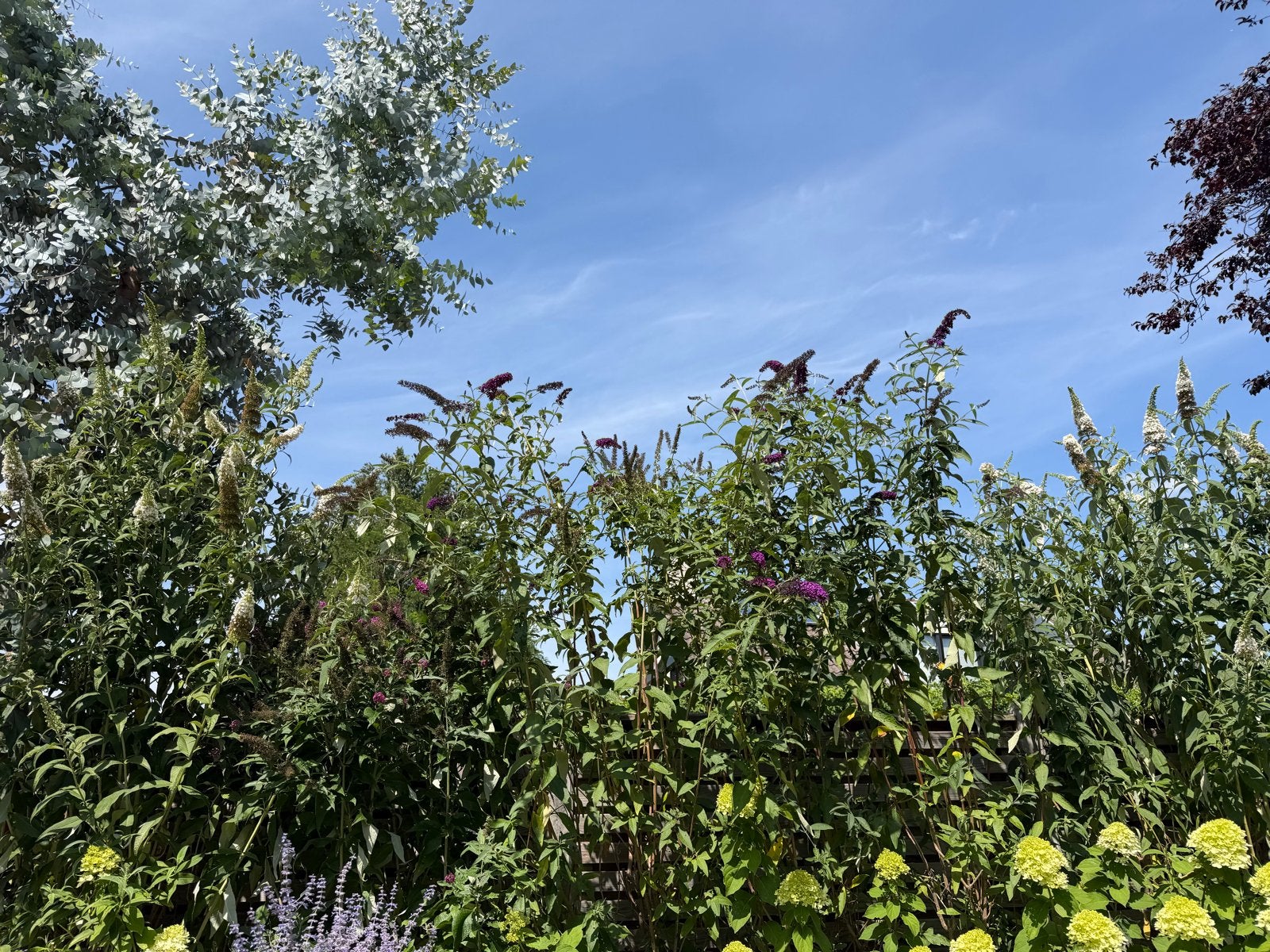 Hoge vlinderstruiken (wit en paars) - 2m+ dikke stam, Volle zon, Vaste plant, Zomer, Ophalen
