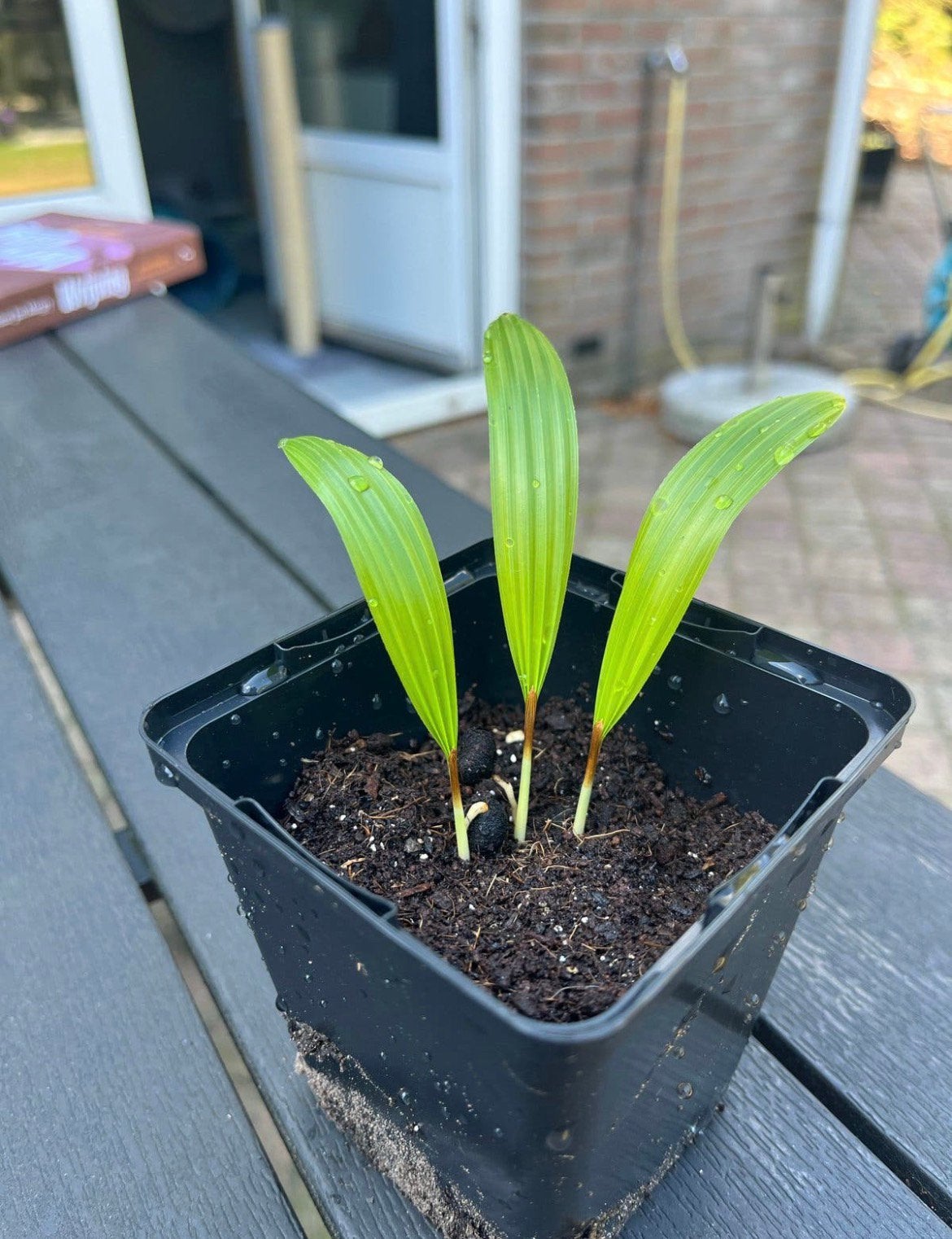 Palm jonge palm plantjes, Ophalen of Verzenden, Nieuw