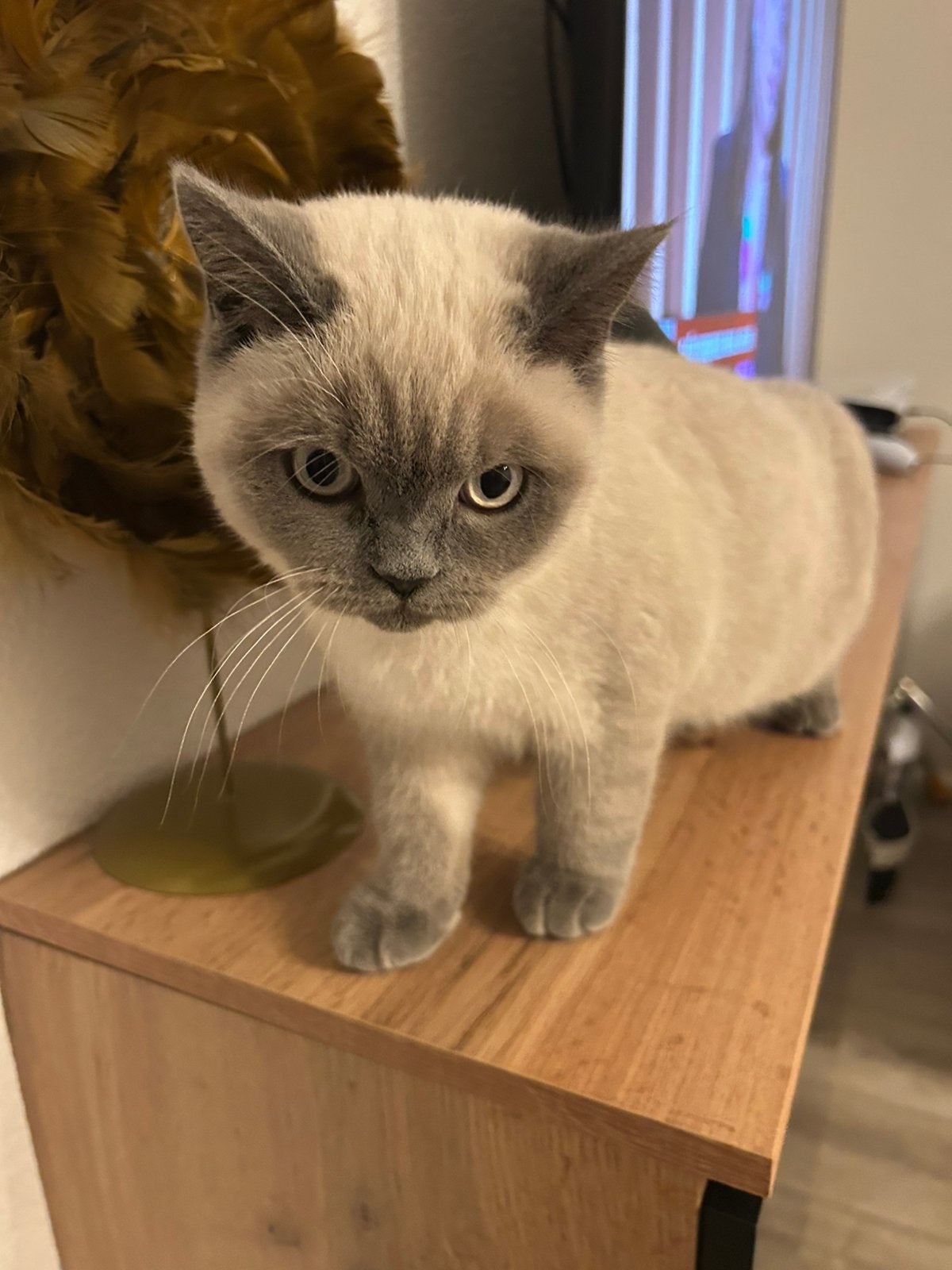 Te koop britsche kort haar bleu point, Dieren en Toebehoren, Poes, Met stamboom, 0 tot 2 jaar