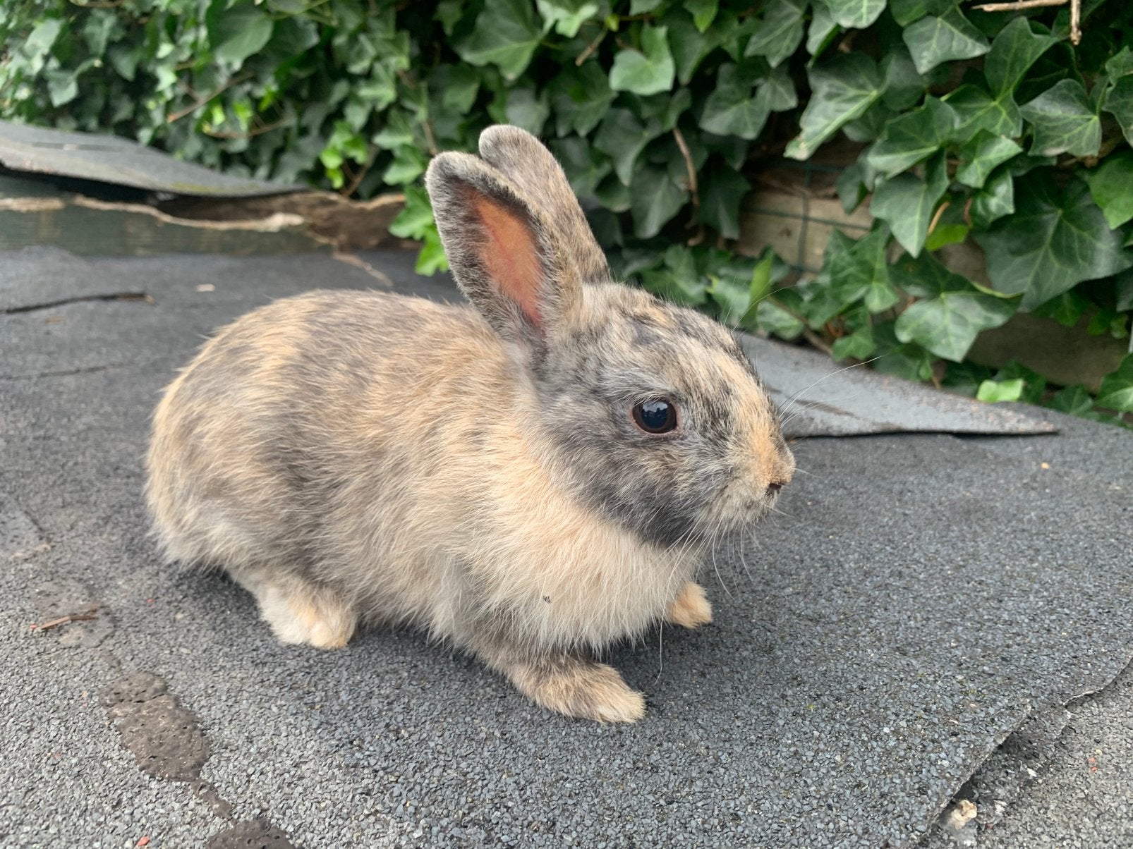 Jonge dwergkonijnen te koop, Dieren en Toebehoren, Meerdere dieren