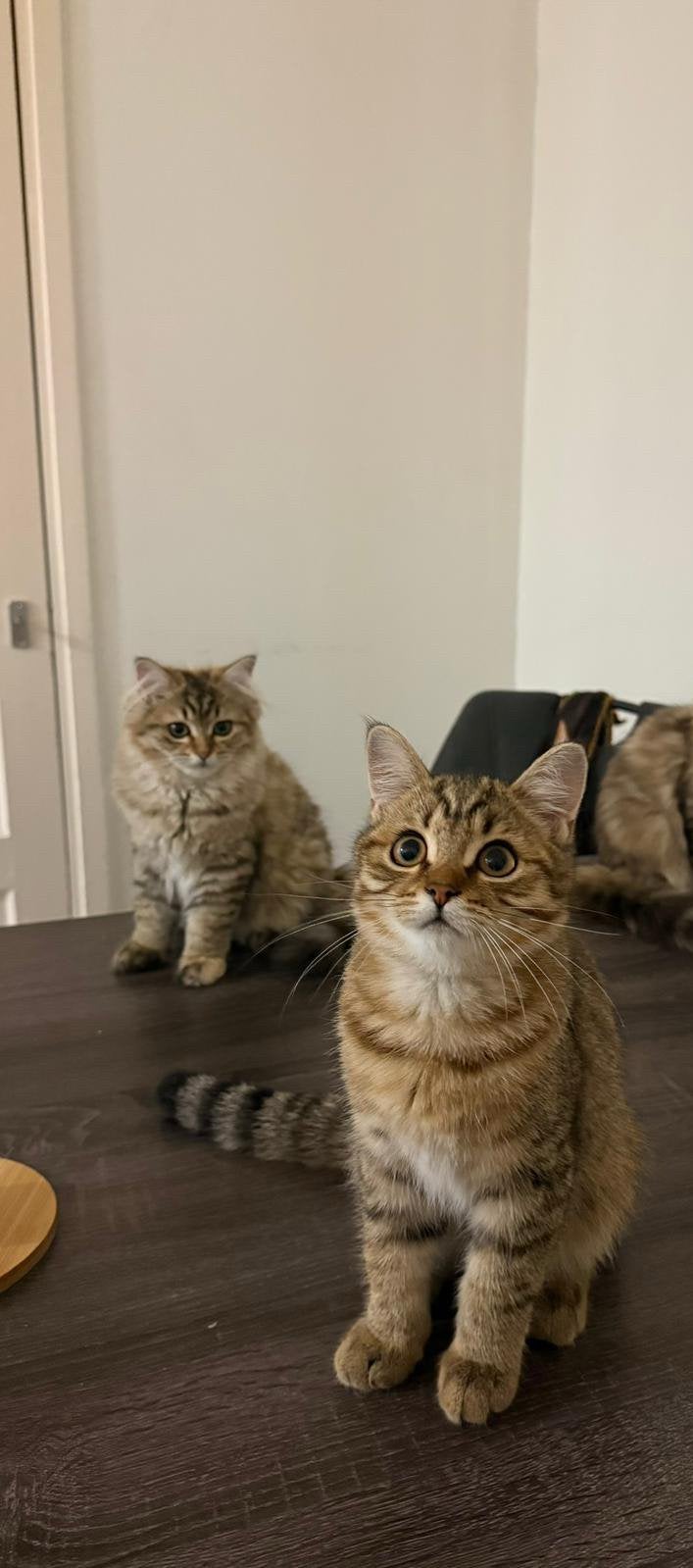 Cats, Kater