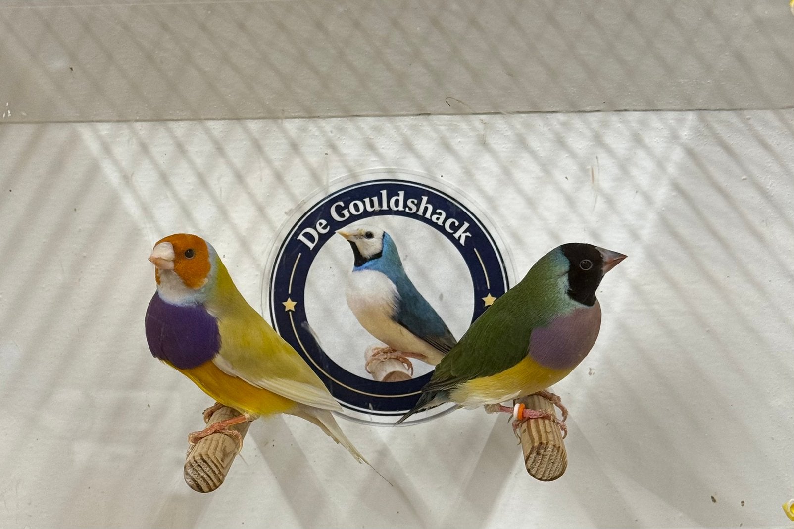 Gouldamadine (koppel 5), Dieren en Toebehoren, Meerdere dieren, Geringd