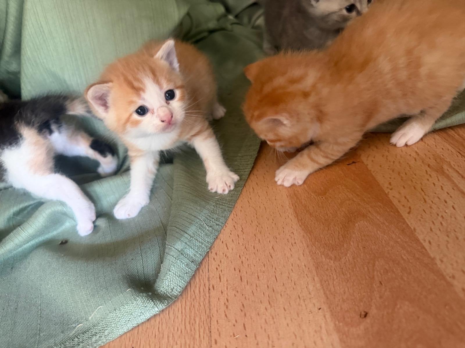 Katten en kittens te koop