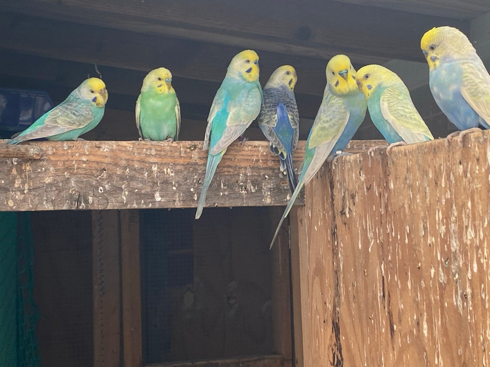 Regenboog parkieten, Dieren en Toebehoren, Vogels | Parkieten en Papegaaien, Meerdere dieren, Parkiet, Geringd