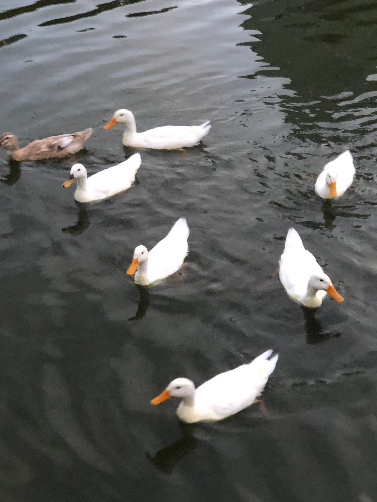 13 vrouwelijke Raszuivere witte Indische Loopeend -12,50 pst, Vrouwelijk, Eend