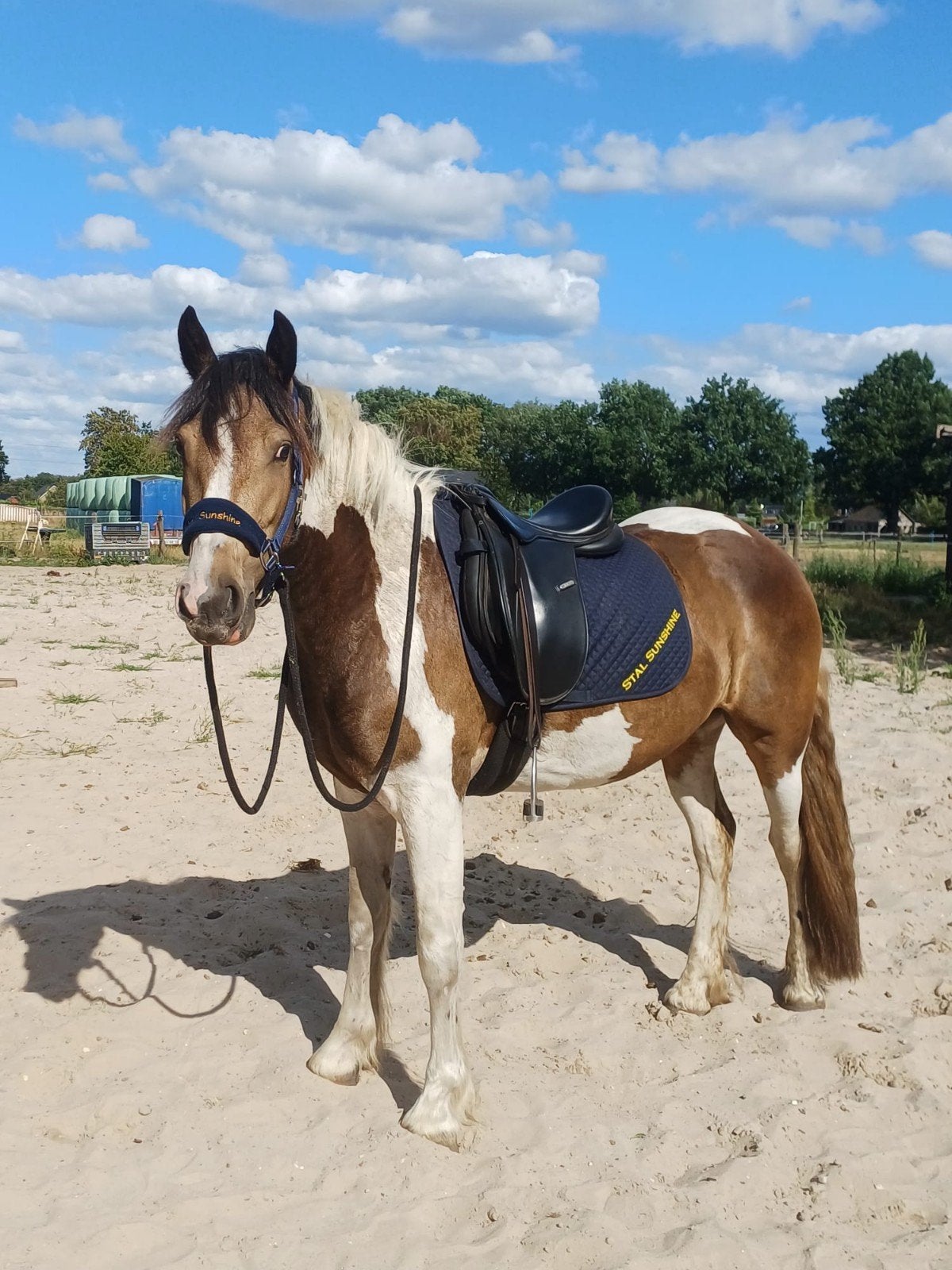 super lieve en brave 3 jarige valk bonte merrie, Dieren en Toebehoren, Pony's, Merrie, Zadelmak, 3 tot 6 jaar, Gechipt