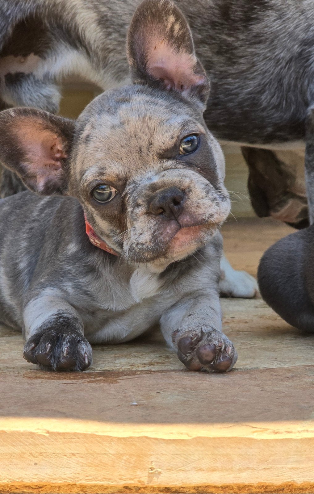 merle franse bulldog teefje, 15 weken tot 1 jaar, Teef, Bulldog, Eén hond