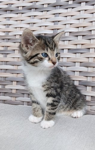 Lieve kittens te koop, Meerdere dieren, Ontwormd, 0 tot 2 jaar