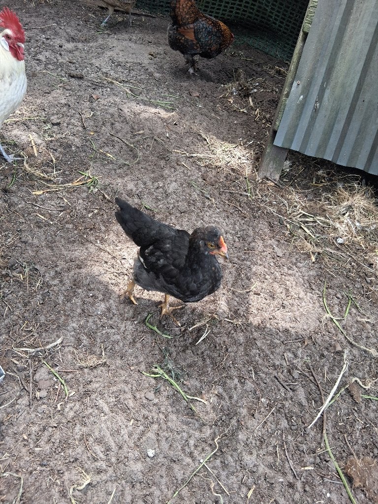 Haan kuiken, Dieren en Toebehoren, Pluimvee, Mannelijk, Kip