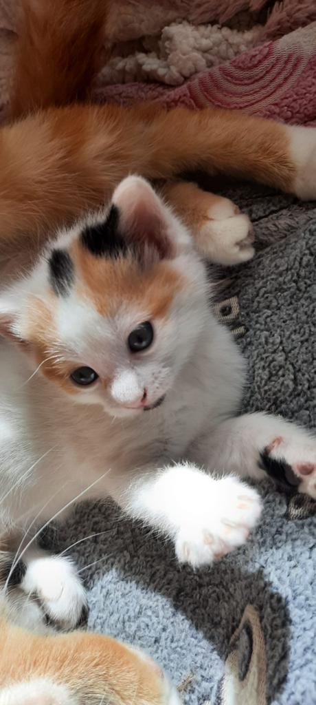 Kittens, Dieren en Toebehoren, Poes