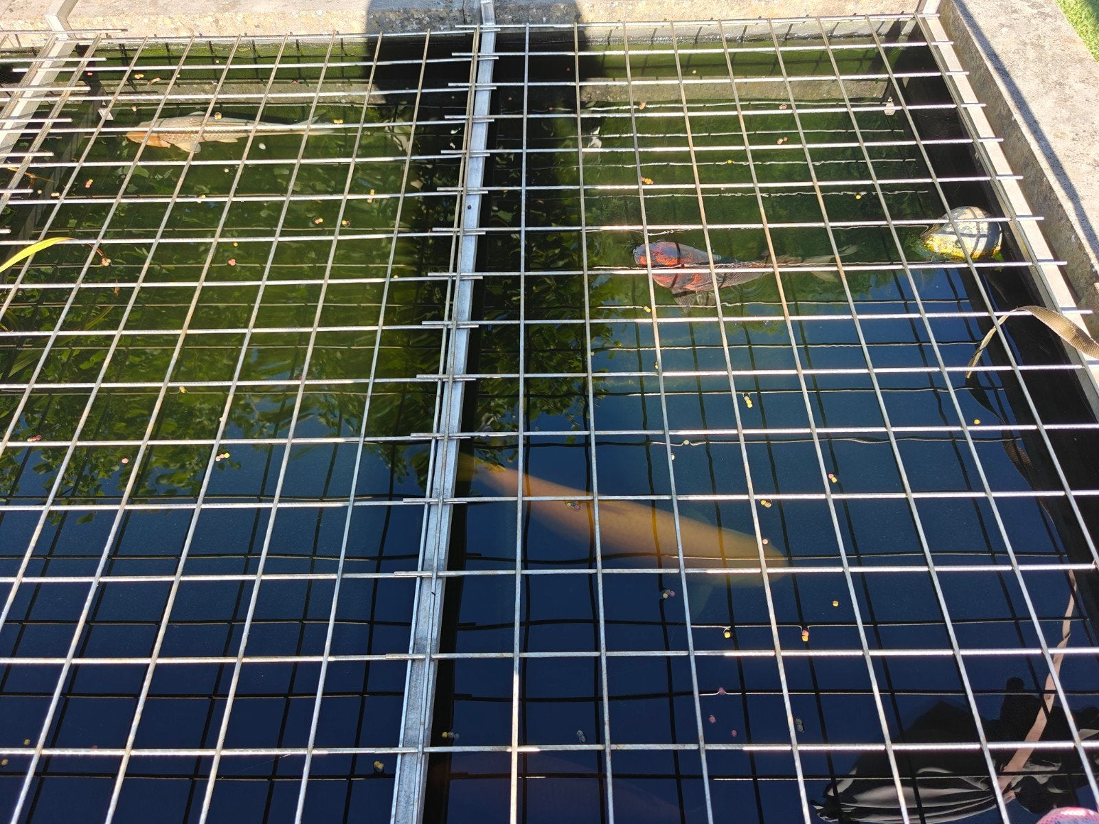 3x koi en een goudwinde, Dieren en Toebehoren, Karper of Koi