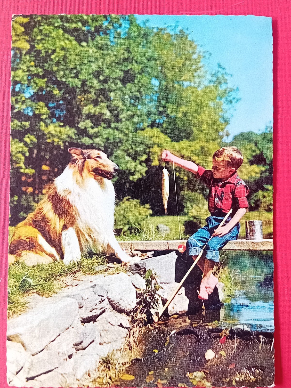 Ansichtkaart Lassie, Ophalen of Verzenden, Foto of Kaart