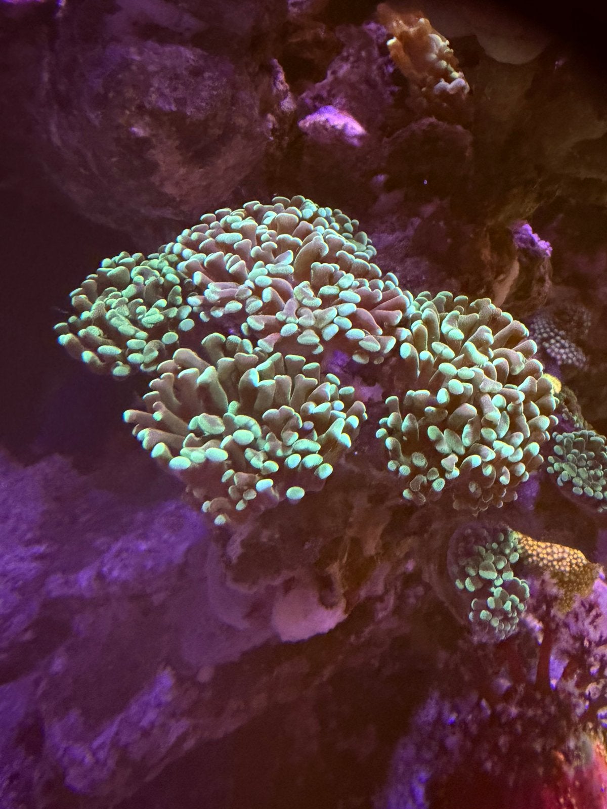 Eupyllia paraancora