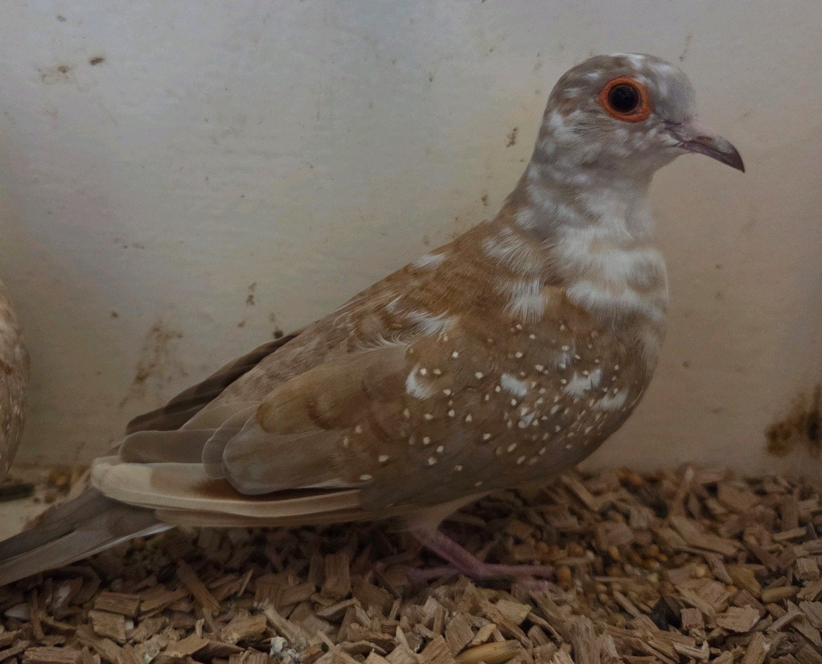 3 bonte diamantduifjes, Dieren en Toebehoren, Vrouwelijk