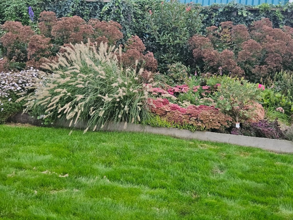 Bloeiende tuinplanten, Tuin en Terras, Volle zon, Vaste plant, Zomer, Ophalen