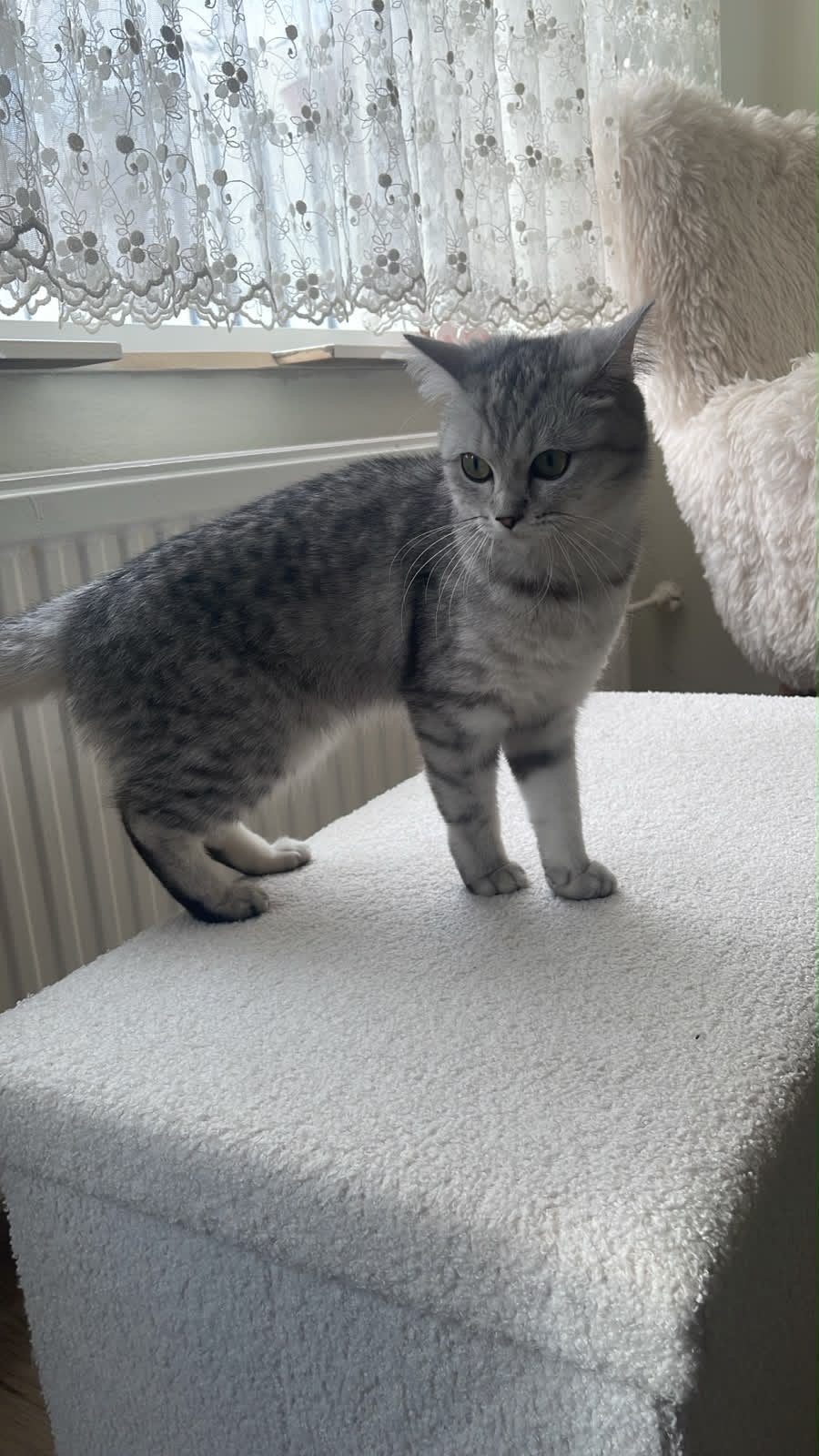 Lieve en social kat ‘meisje’ zoekt een nieuwe huis, Dieren en Toebehoren