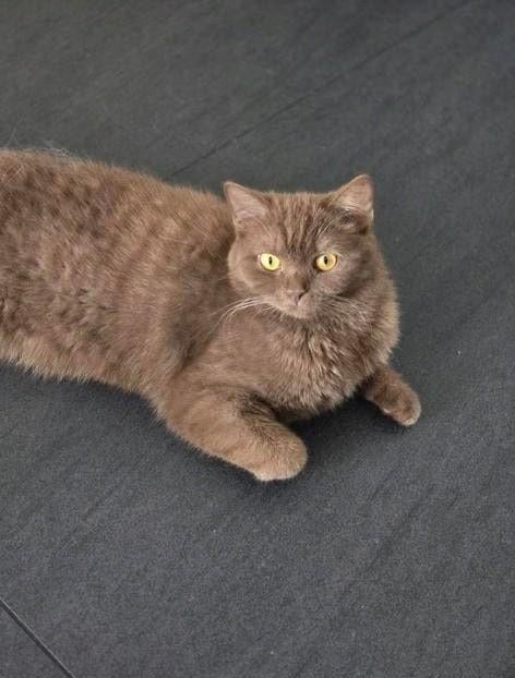 Britse korthaar cinnamon kitten poesje, 0 tot 2 jaar