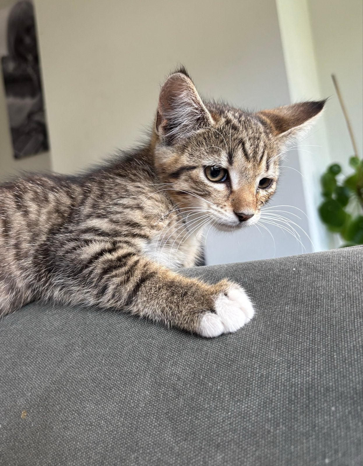 Noorse boskat kitten, Poes