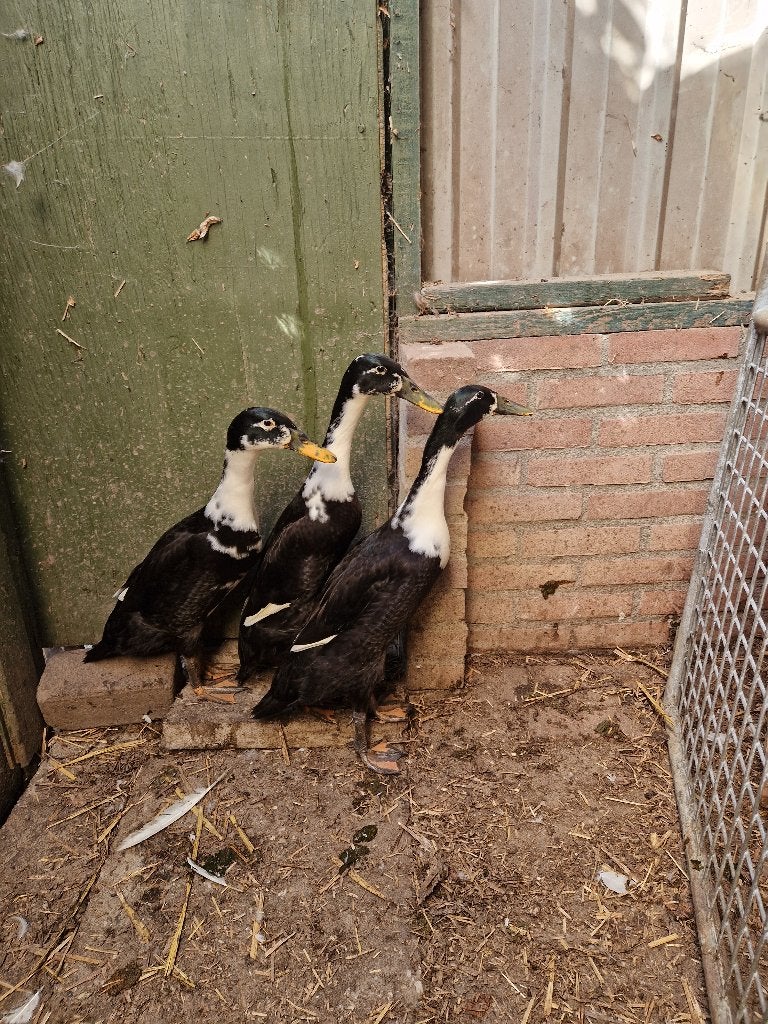 3 jonge loopeenden witte hals, Dieren en Toebehoren, Mannelijk, Eend