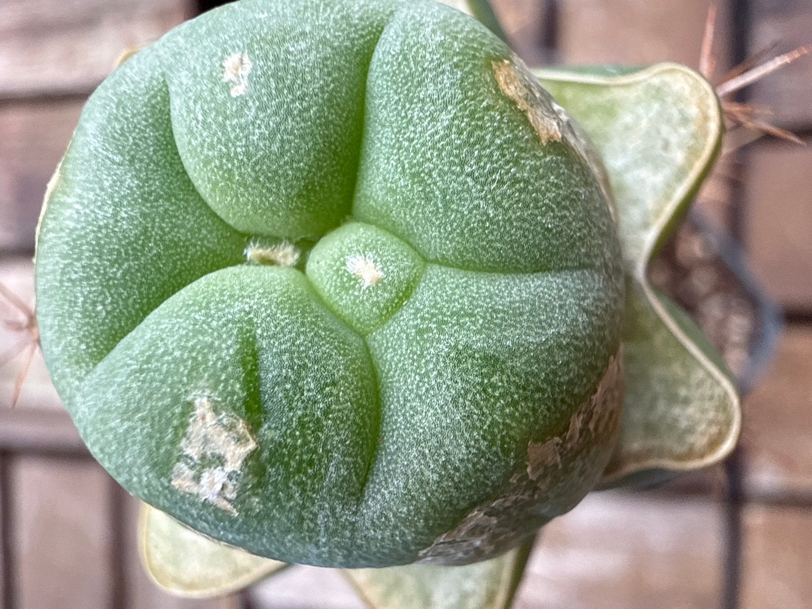 Gerafte Lophophora Williamsii op San Pedro, Overige soorten, Volle zon, Vaste plant, Ophalen of Verzenden