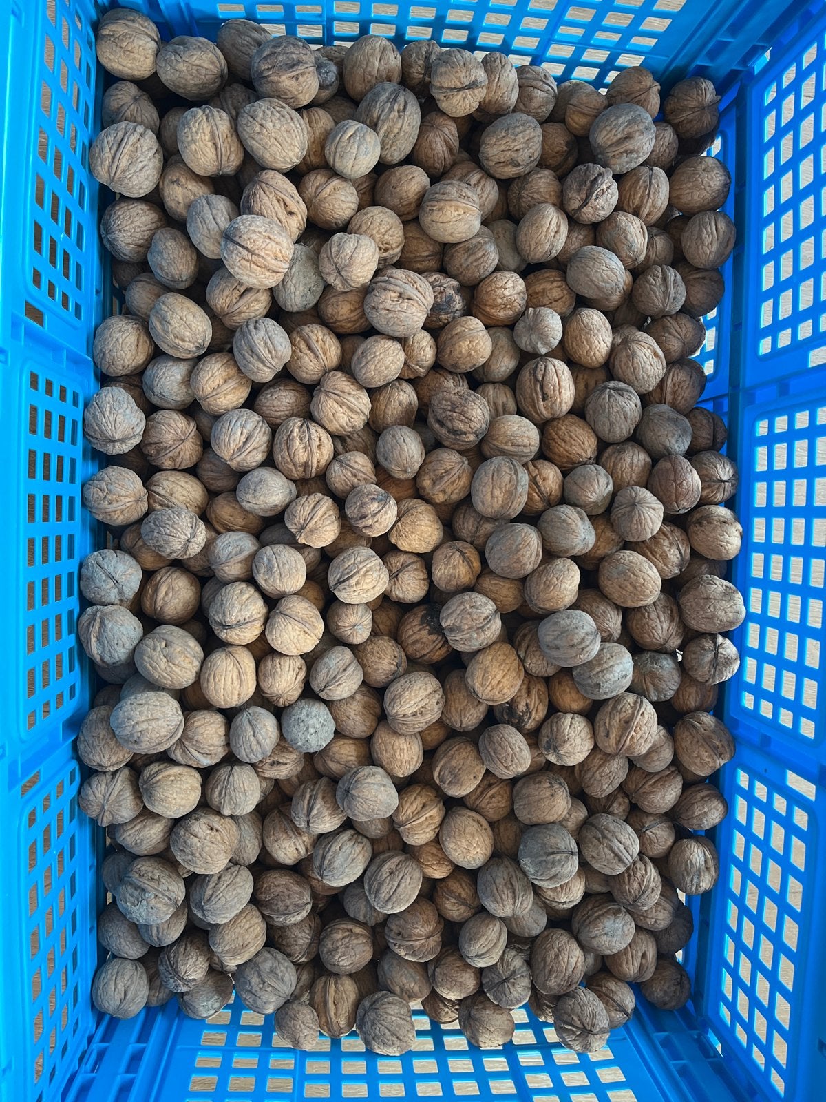 Gedroogde walnoten - Oogst 2025 10 kilo, Ophalen of Verzenden