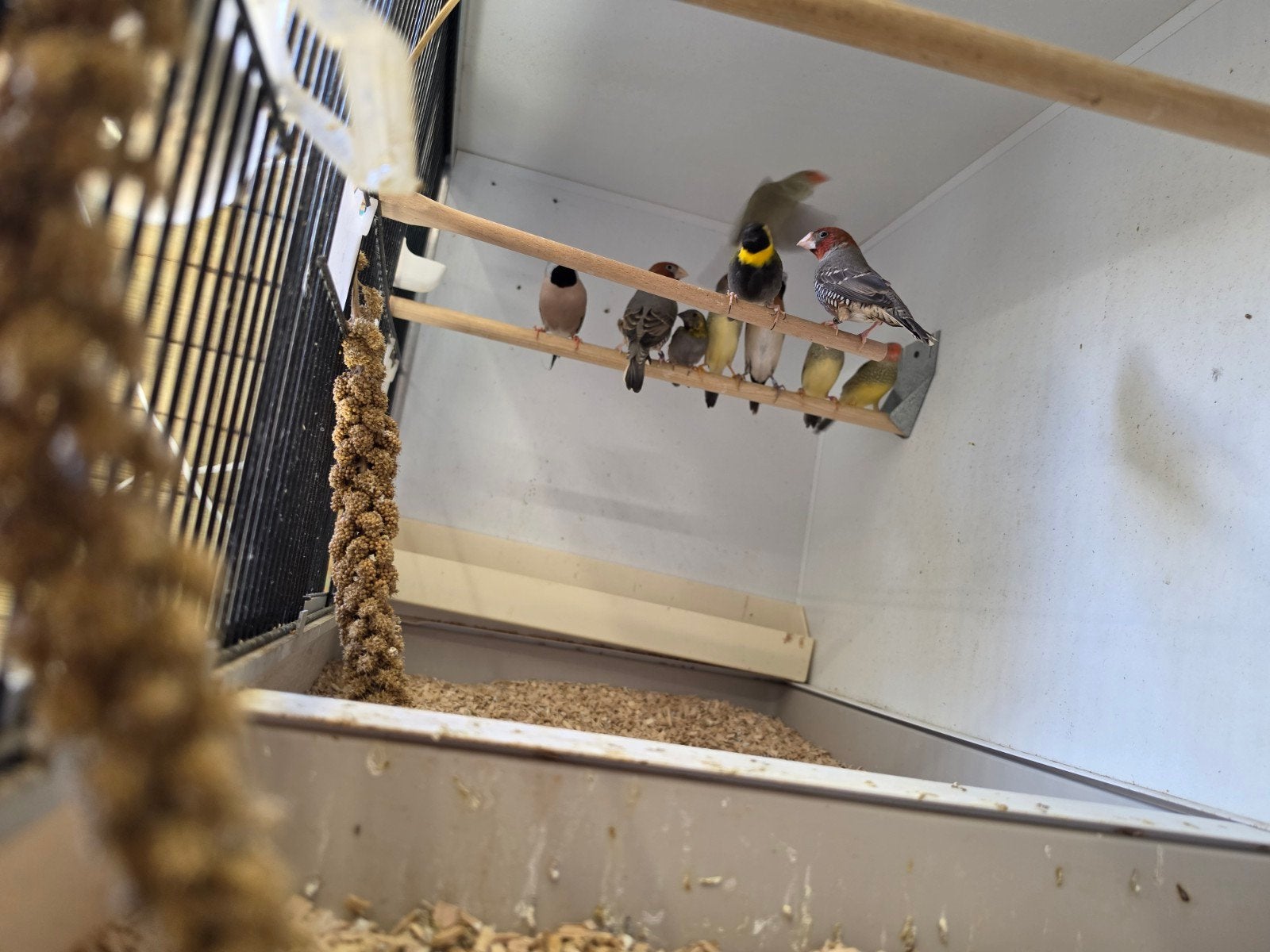 Diverse tropen en kanaries, Meerdere dieren