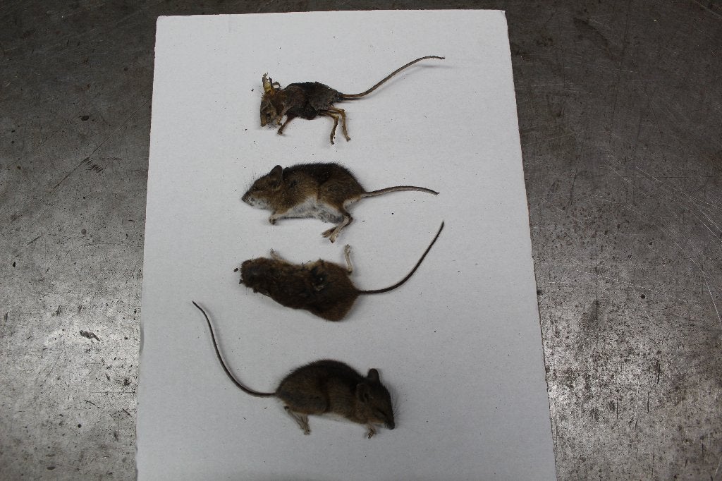 muizen mummies , opgedroogde muis, Ophalen of Verzenden, Zo goed als nieuw, Overige genres