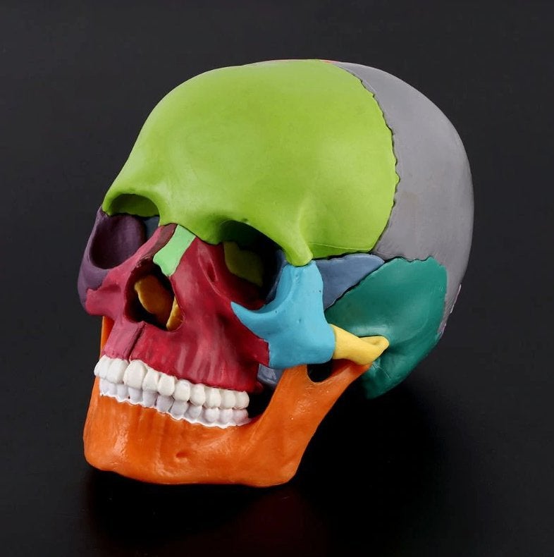 Menselijke Schedel Anatomie Model Gekleurd Doodskop Medisch, Verzenden, Nieuw