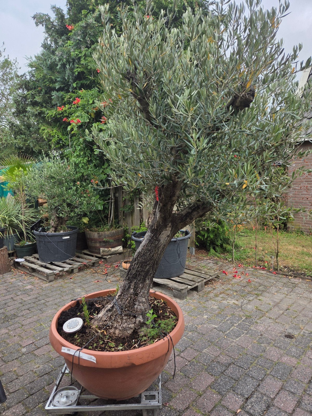 Prachtige grote winterharde olijfboom (old skin), Ophalen, Overige soorten, Volle zon