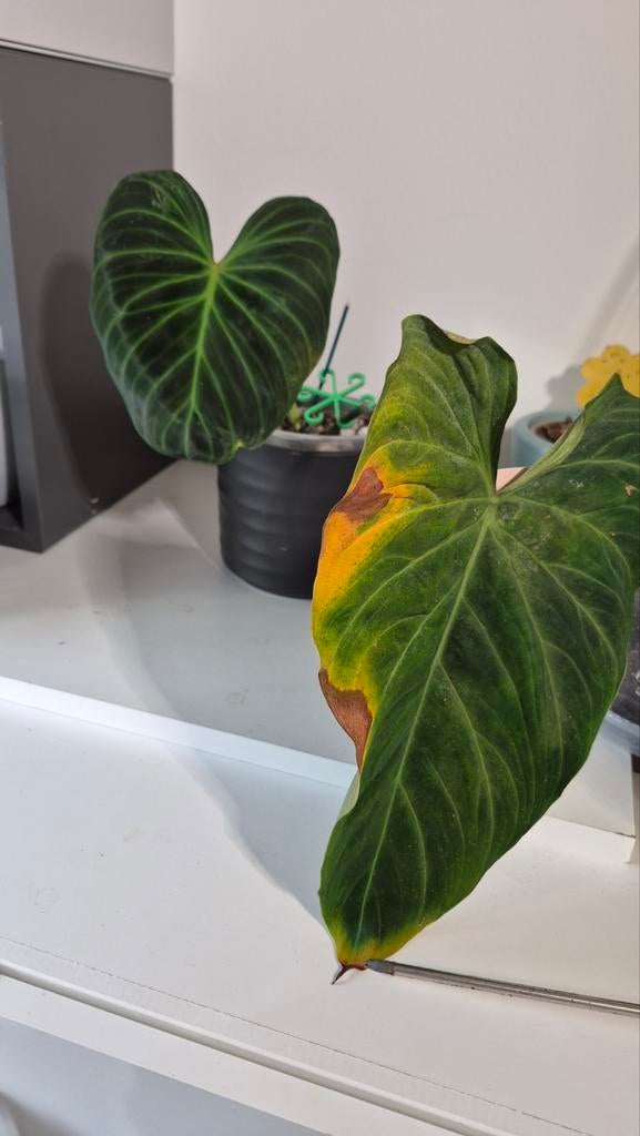Philodendron Splendid, Huis en Inrichting, Kamerplanten, Ophalen, Overige soorten, Halfschaduw, Minder dan 100 cm