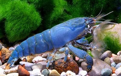 Afrikaanse Waaierhand garnalen "Atya gabonensis", Dieren en Toebehoren, Kreeft, Krab of Garnaal, Zoetwatervis