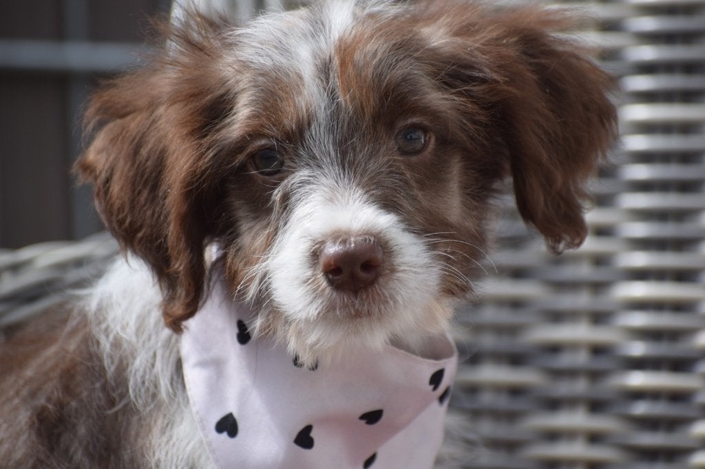 Aussidoodle pups kruising australische herder, België, 8 tot 15 weken, Meerdere, Meerdere dieren
