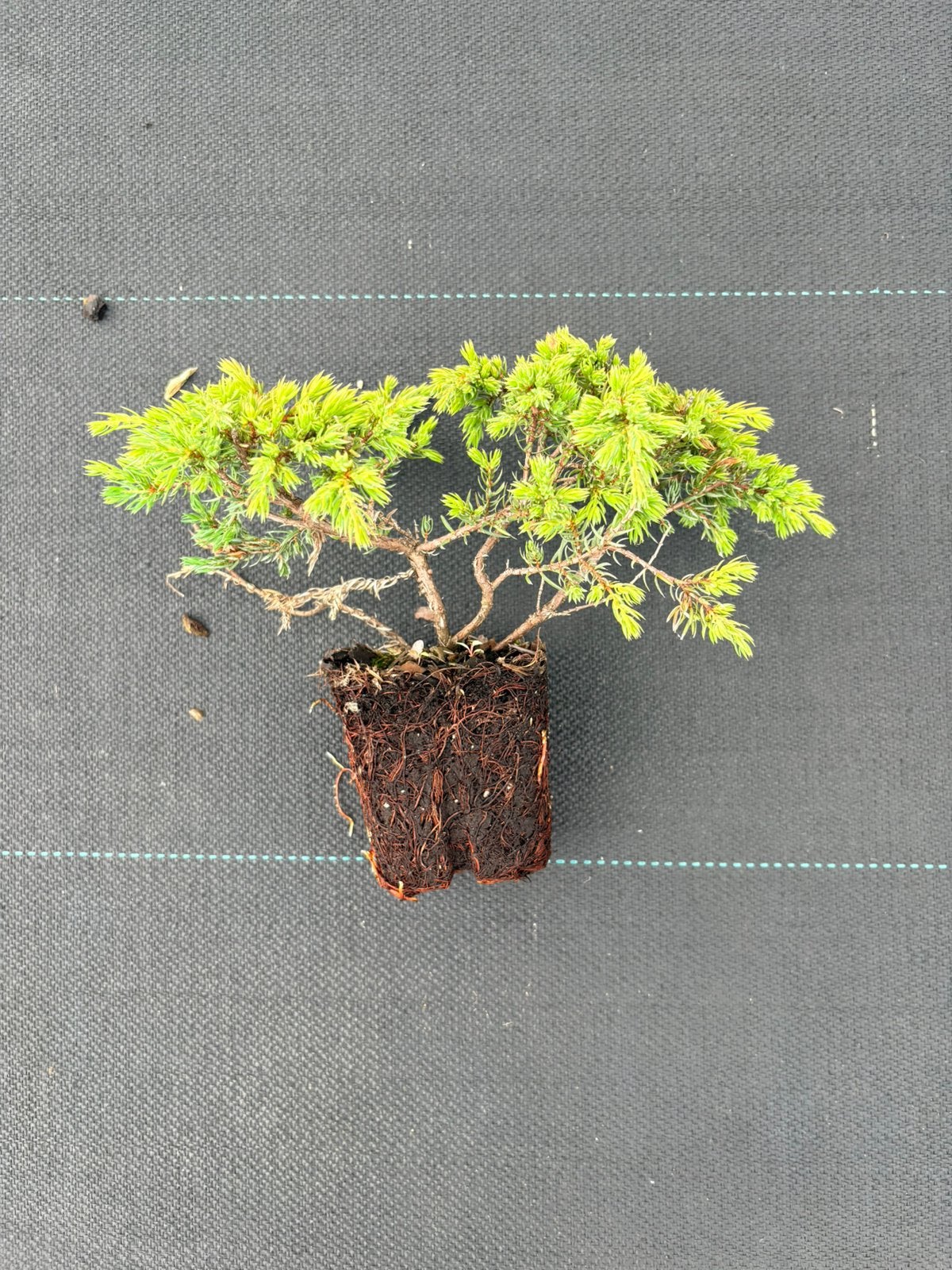 Bonsai uiterlijk Juniperus communis 'Lemon Carpet', Ophalen of Verzenden, Overige soorten, Minder dan 100 cm