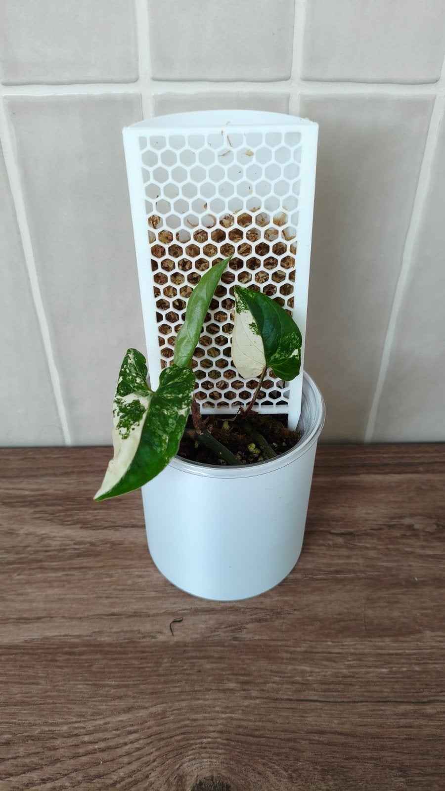 Syngonium albo (mospaal + pot €7,50 totaal), Ophalen of Verzenden, Halfschaduw, Minder dan 100 cm