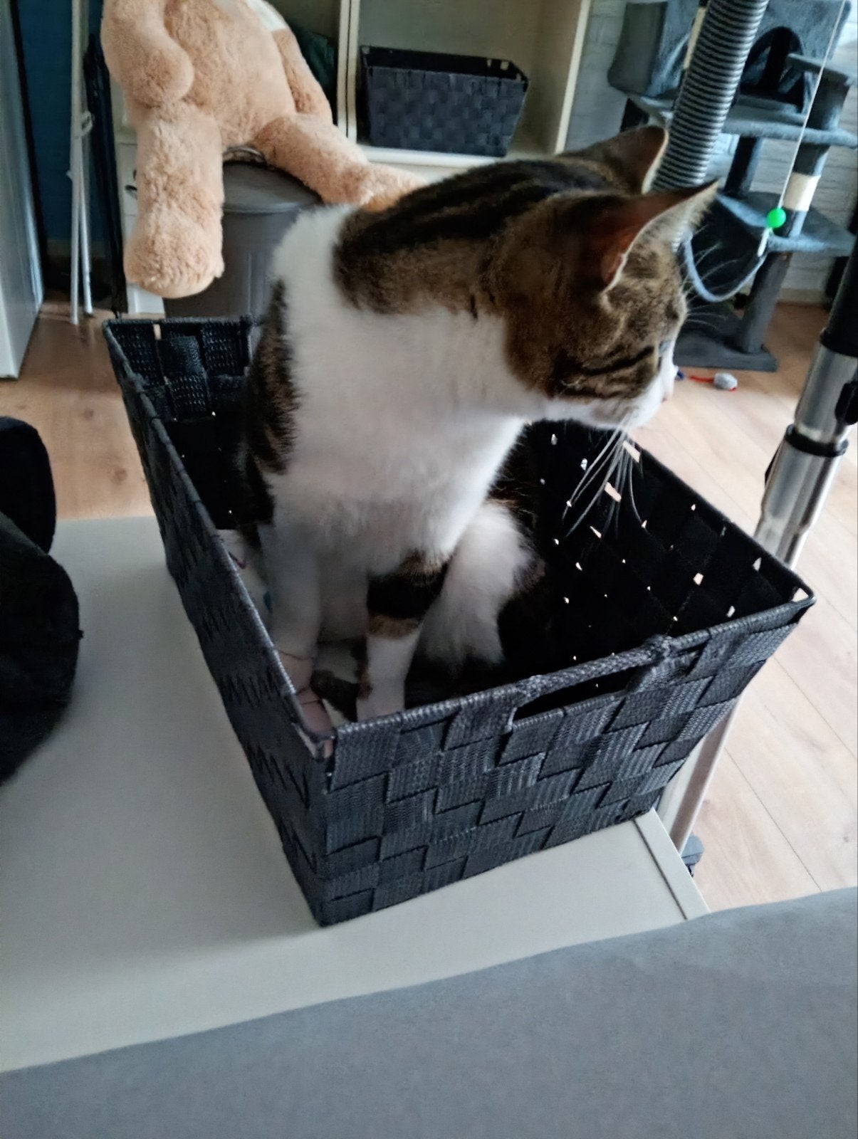Lieve, speelse kater 'Whisky' zoekt een nieuw huisje, Dieren en Toebehoren, Katten en Kittens | Overige Katten, Kater