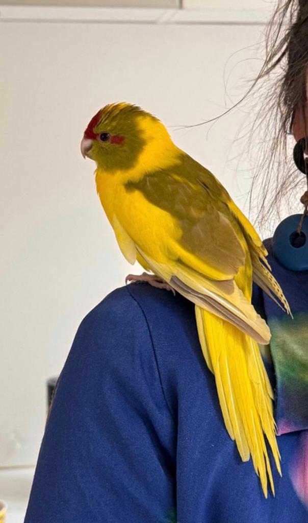 Kakariki pop gevraagd geelbont, jong, net zelfstandig, Dieren en Toebehoren, Vrouwelijk, Parkiet