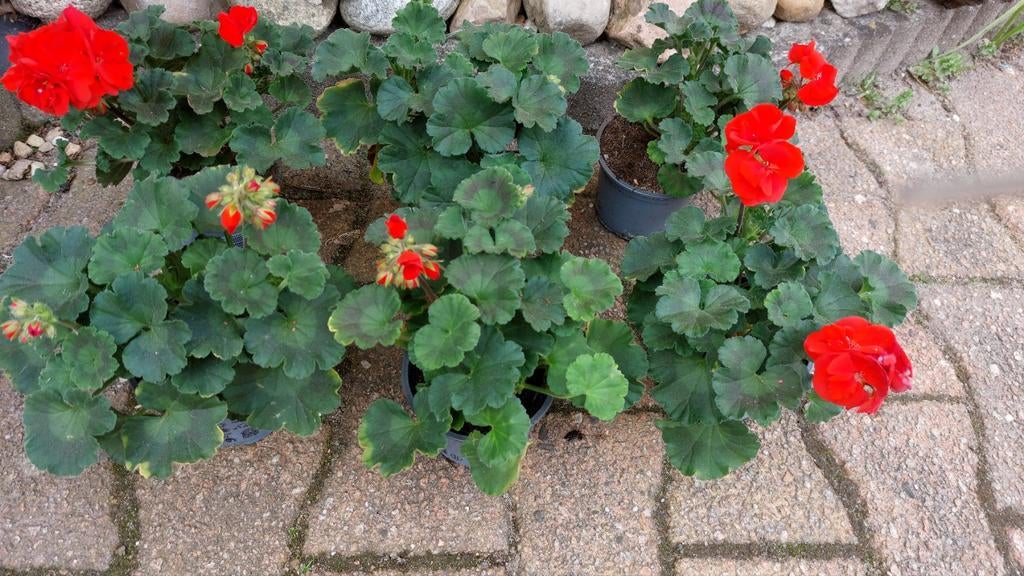 Pelargonium (Geranium), Tuin en Terras, Ophalen, Overige soorten, Volle zon