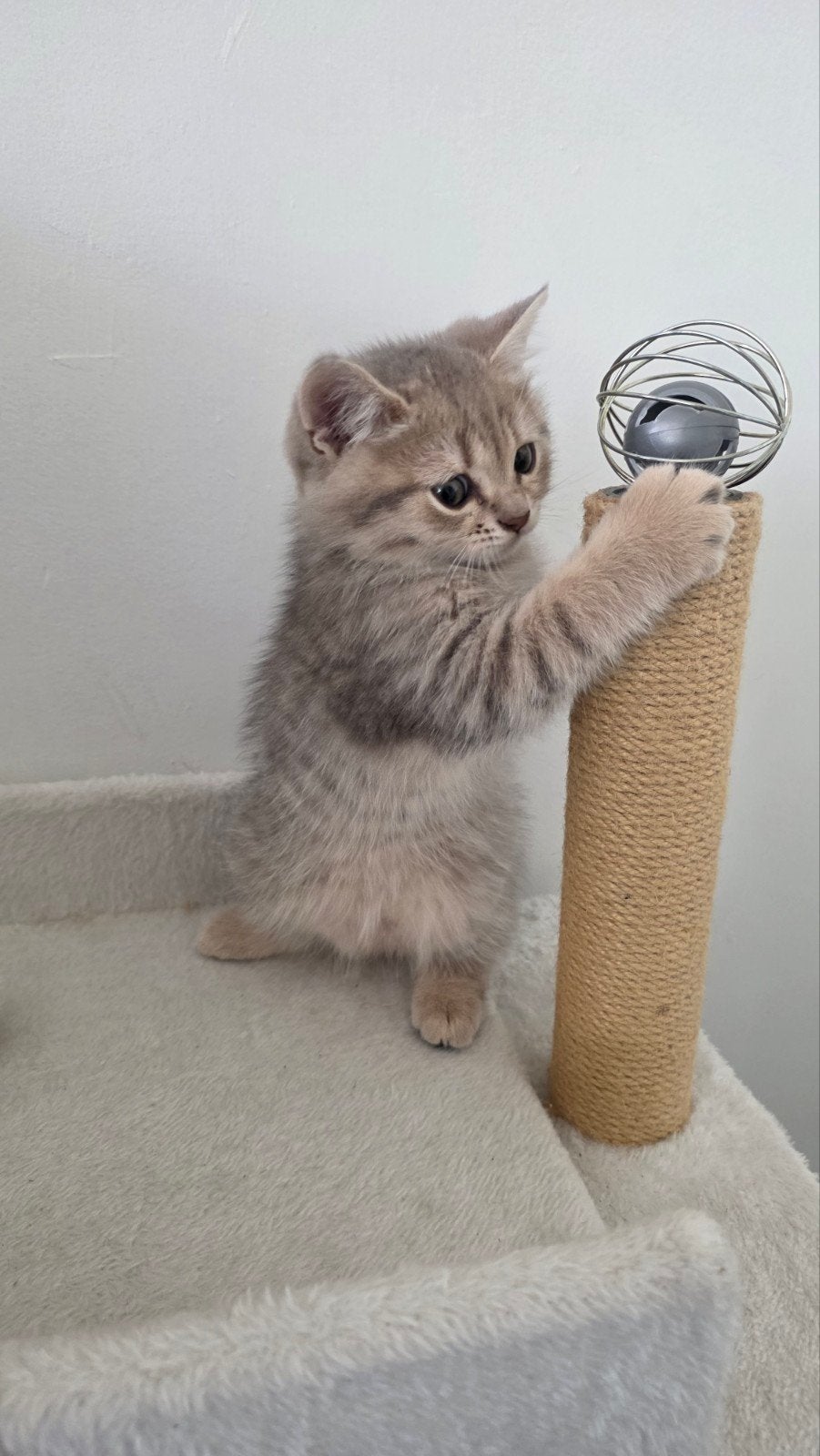 Raszuivere Britse Korthaar kitten, Kater, Ontwormd, 0 tot 2 jaar