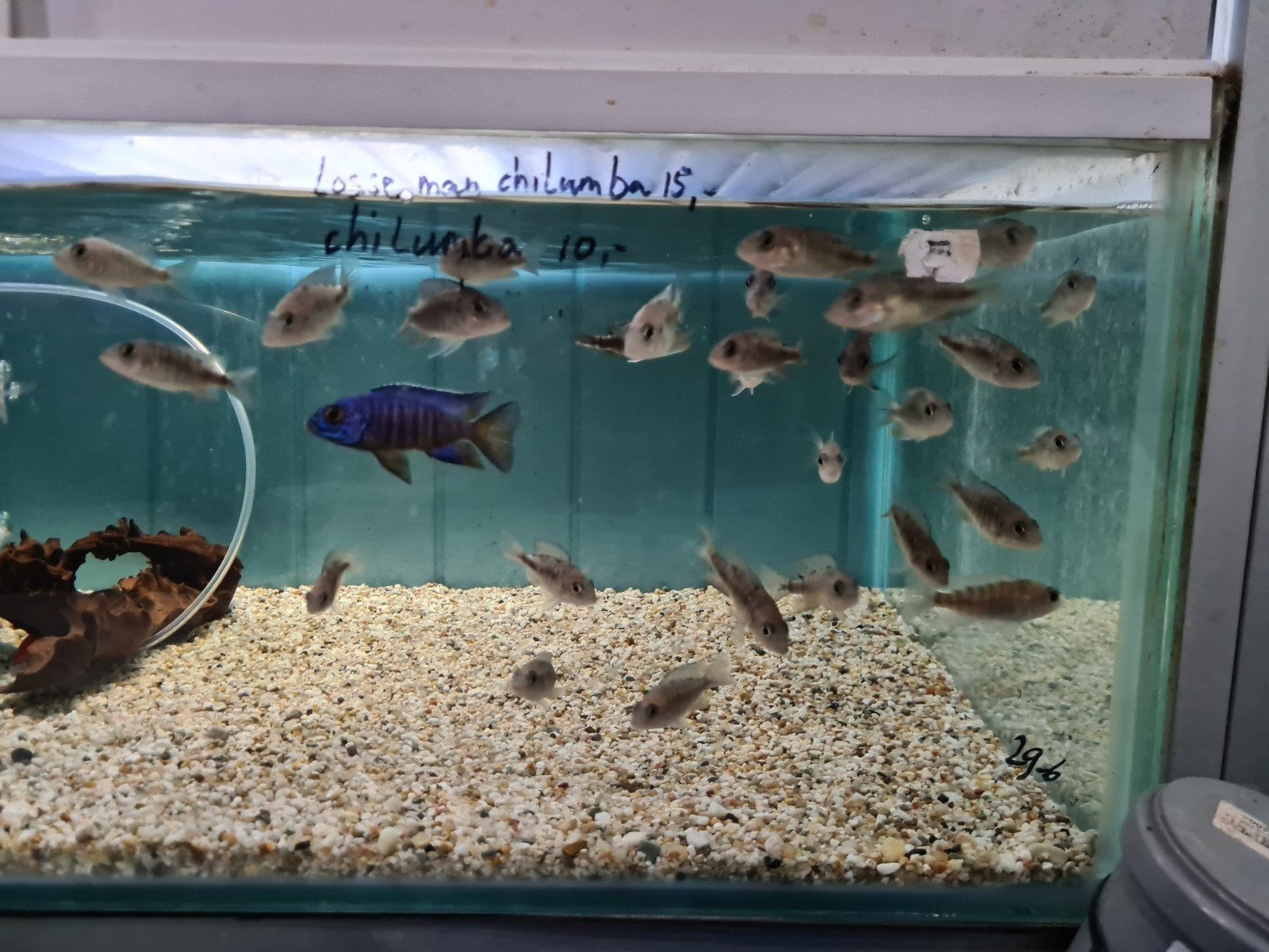 Aulonocara Chilumba Malawi Cichliden, Vis, Zoetwatervis