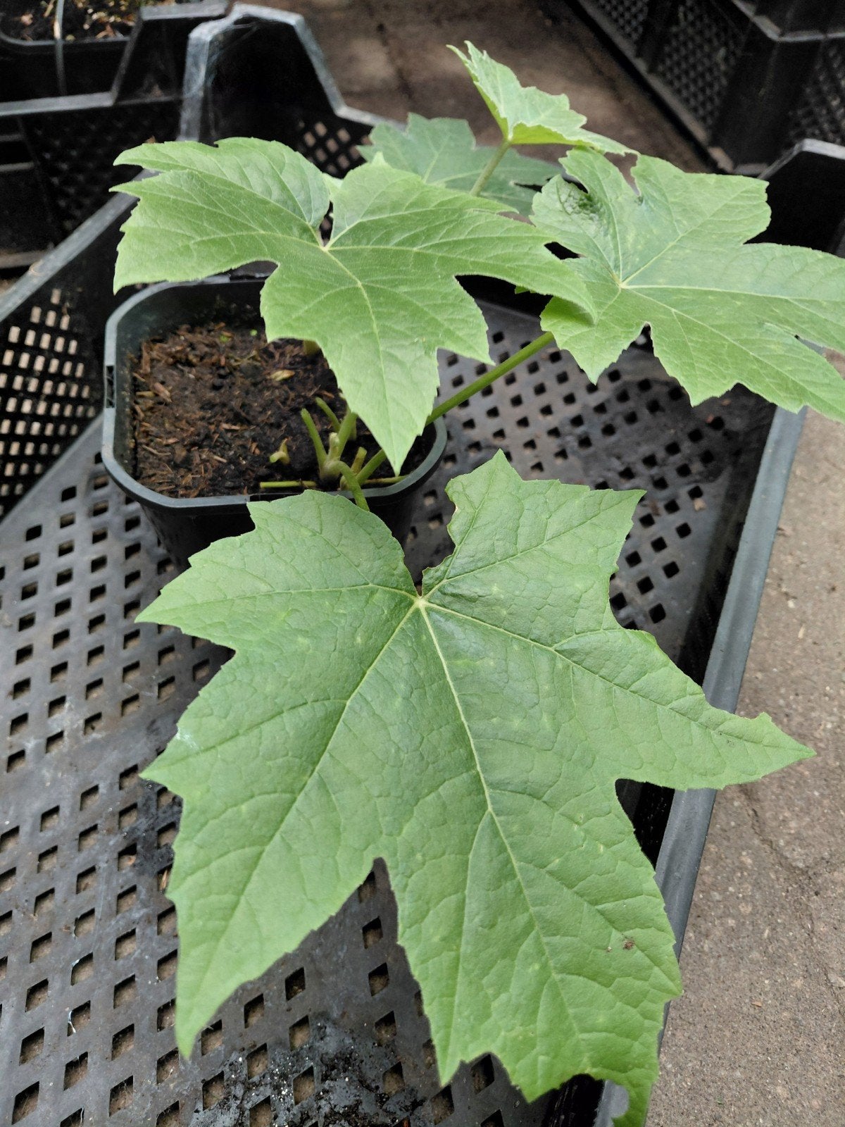 tetrapanax papyrifer, Vaste plant, Halfschaduw, Herfst, Ophalen