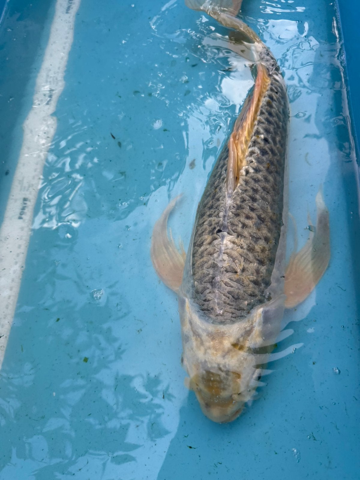 Zeer forse vlinder koi, Karper of Koi