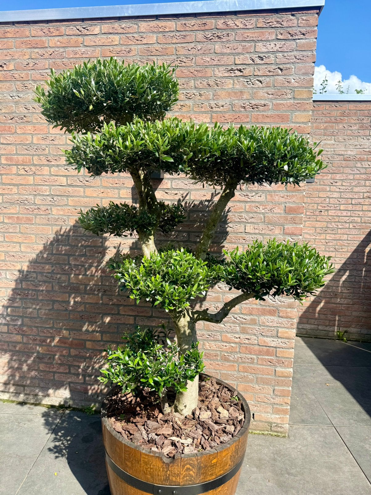 Olijfboom tuinbonsai olijfboom pon pon, Volle zon, Bloeit niet, Ophalen of Verzenden, 100 tot 250 cm