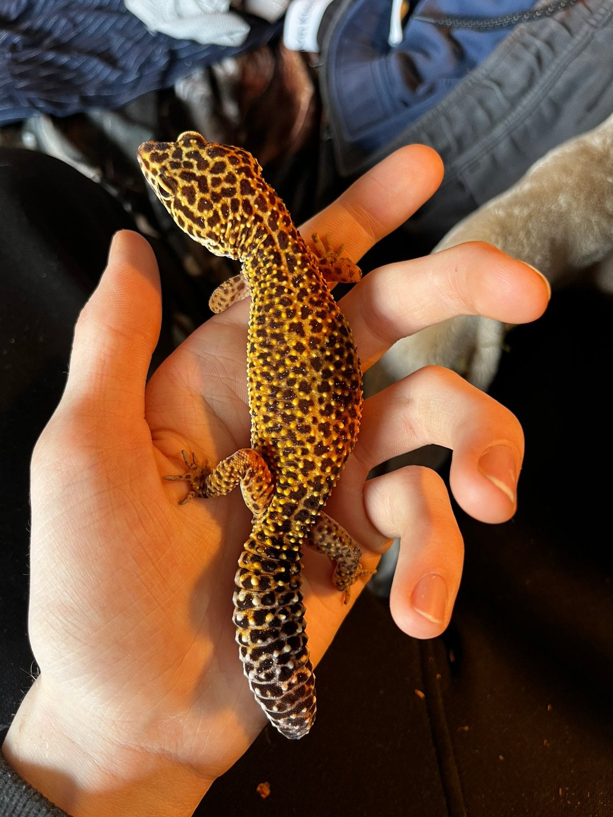 Vrouwelijke Luipaardgekko