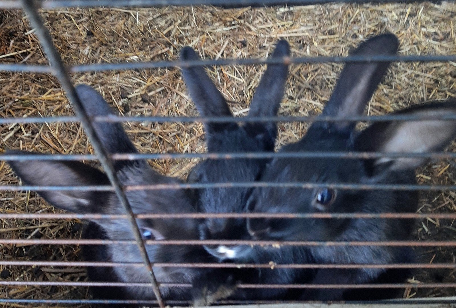 lieve jonge konijnen van 8 weken oud en van 3 weken oud, Dieren en Toebehoren, Meerdere dieren